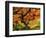 Japanese Maple in Full Fall Color, Portland Japanese Garden, Portland, Oregon, USA-Michel Hersen-Framed Photographic Print