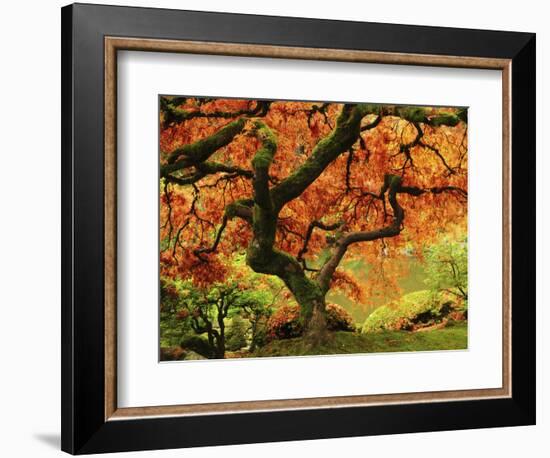 Japanese Maple in Full Fall Color, Portland Japanese Garden, Portland, Oregon, USA-Michel Hersen-Framed Photographic Print