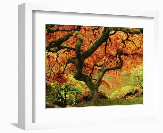 Japanese Maple in Full Fall Color, Portland Japanese Garden, Portland, Oregon, USA-Michel Hersen-Framed Photographic Print