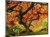 Japanese Maple in Full Fall Color, Portland Japanese Garden, Portland, Oregon, USA-Michel Hersen-Mounted Photographic Print