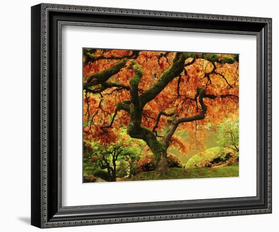 Japanese Maple in Full Fall Color, Portland Japanese Garden, Portland, Oregon, USA-Michel Hersen-Framed Photographic Print