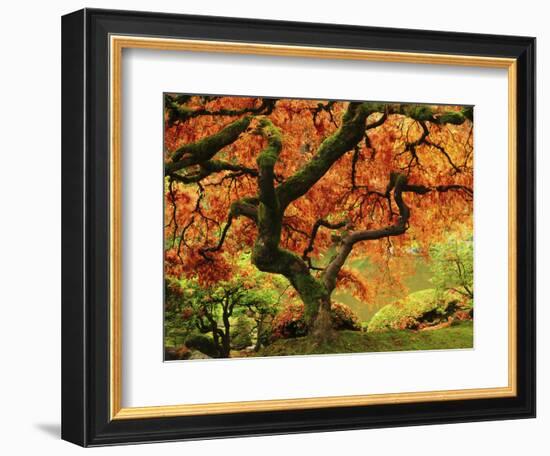 Japanese Maple in Full Fall Color, Portland Japanese Garden, Portland, Oregon, USA-Michel Hersen-Framed Photographic Print