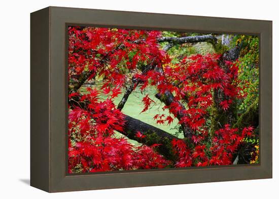 Japanese Maple In Garden In The Seattle Arboretum-Jay Goodrich-Framed Premier Image Canvas