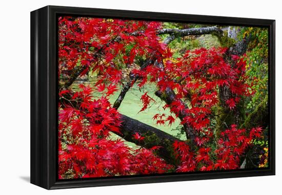 Japanese Maple In Garden In The Seattle Arboretum-Jay Goodrich-Framed Premier Image Canvas