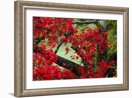 Japanese Maple In Garden In The Seattle Arboretum-Jay Goodrich-Framed Photographic Print