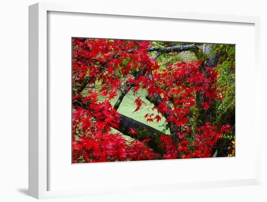 Japanese Maple In Garden In The Seattle Arboretum-Jay Goodrich-Framed Photographic Print