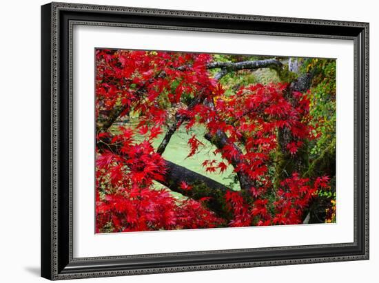 Japanese Maple In Garden In The Seattle Arboretum-Jay Goodrich-Framed Photographic Print