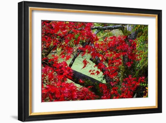 Japanese Maple In Garden In The Seattle Arboretum-Jay Goodrich-Framed Photographic Print