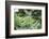 Japanese maple in the botanical garden in Bielefeld in summer,-Nadja Jacke-Framed Photographic Print