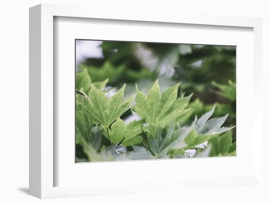 Japanese maple in the botanical garden in Bielefeld in summer,-Nadja Jacke-Framed Photographic Print