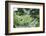 Japanese maple in the botanical garden in Bielefeld in summer,-Nadja Jacke-Framed Photographic Print