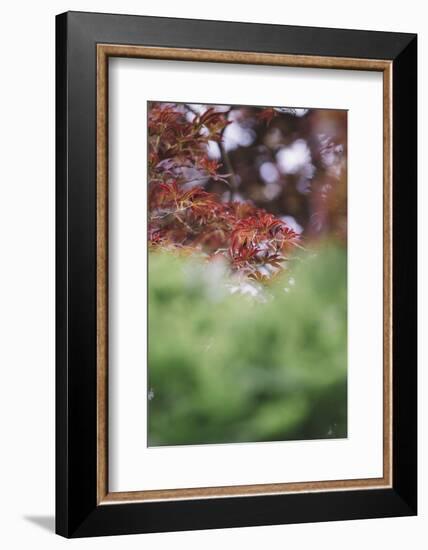 Japanese maple in the botanical garden in Bielefeld in summer,-Nadja Jacke-Framed Photographic Print