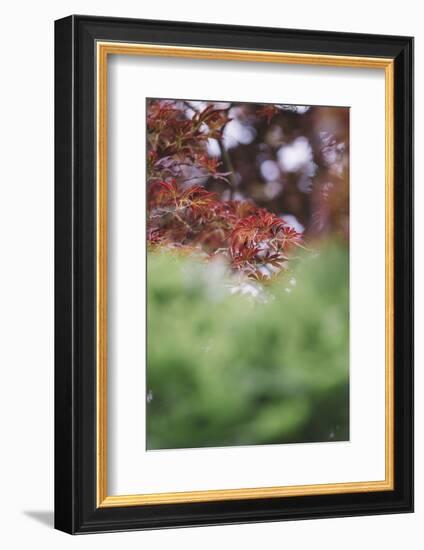 Japanese maple in the botanical garden in Bielefeld in summer,-Nadja Jacke-Framed Photographic Print