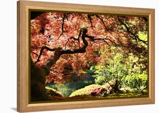 Japanese Maple in the Japanese Gardens in Portland, Oregon-pdb1-Framed Premier Image Canvas