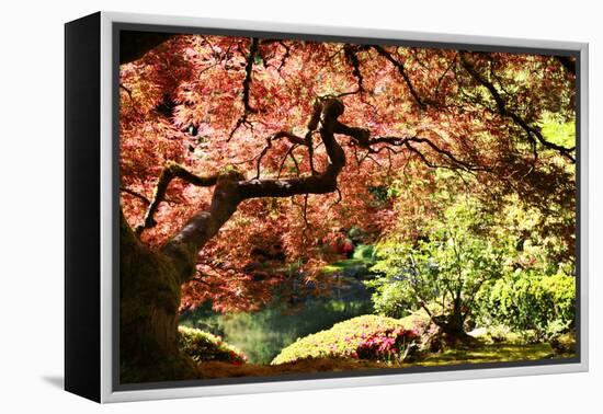 Japanese Maple in the Japanese Gardens in Portland, Oregon-pdb1-Framed Premier Image Canvas