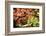 Japanese Maple in the Japanese Gardens in Portland, Oregon-pdb1-Framed Photographic Print