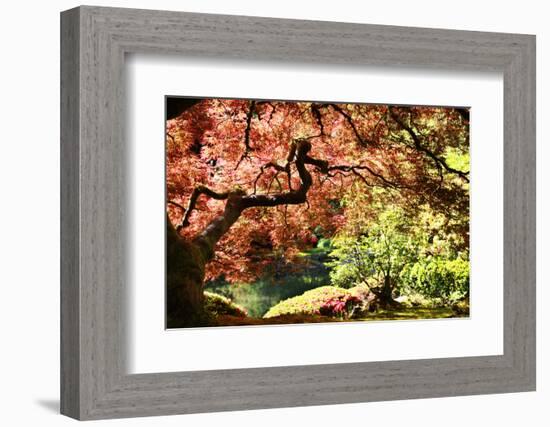 Japanese Maple in the Japanese Gardens in Portland, Oregon-pdb1-Framed Photographic Print