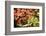 Japanese Maple in the Japanese Gardens in Portland, Oregon-pdb1-Framed Photographic Print