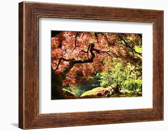 Japanese Maple in the Japanese Gardens in Portland, Oregon-pdb1-Framed Photographic Print
