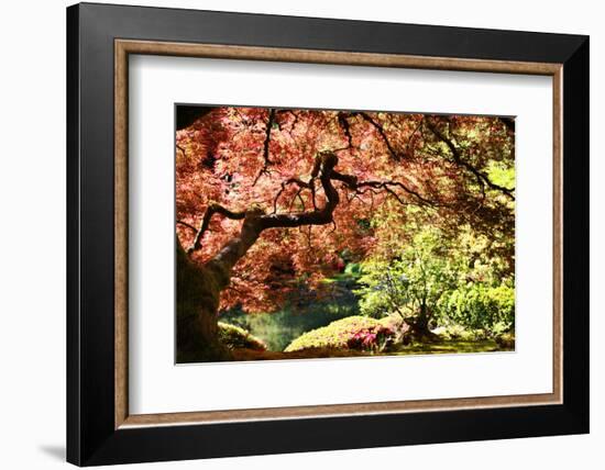 Japanese Maple in the Japanese Gardens in Portland, Oregon-pdb1-Framed Photographic Print