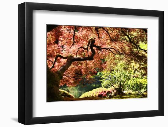 Japanese Maple in the Japanese Gardens in Portland, Oregon-pdb1-Framed Photographic Print