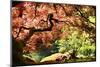 Japanese Maple in the Japanese Gardens in Portland, Oregon-pdb1-Mounted Photographic Print