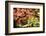 Japanese Maple in the Japanese Gardens in Portland, Oregon-pdb1-Framed Photographic Print