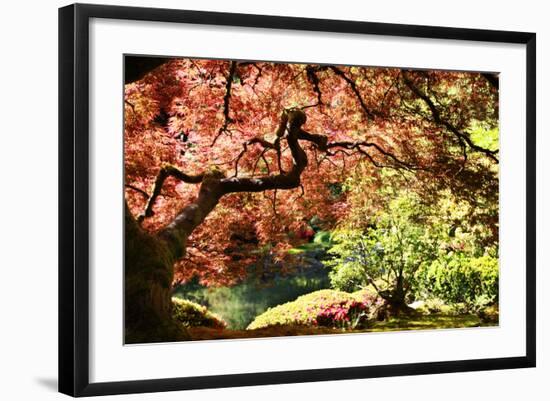 Japanese Maple in the Japanese Gardens in Portland, Oregon-pdb1-Framed Photographic Print