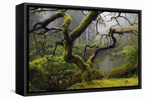 Japanese Maple in Winter, Portland Japanese Garden, Oregon, USA-Michel Hersen-Framed Premier Image Canvas