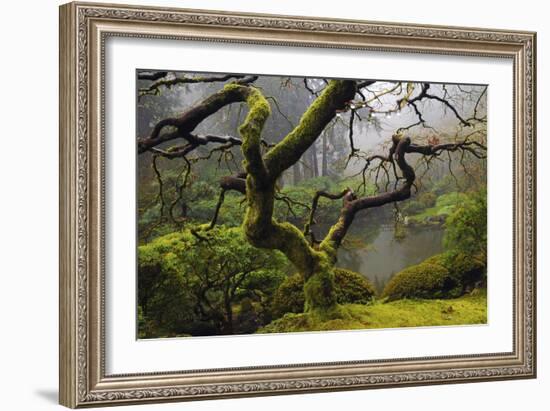 Japanese Maple in Winter, Portland Japanese Garden, Oregon, USA-Michel Hersen-Framed Photographic Print