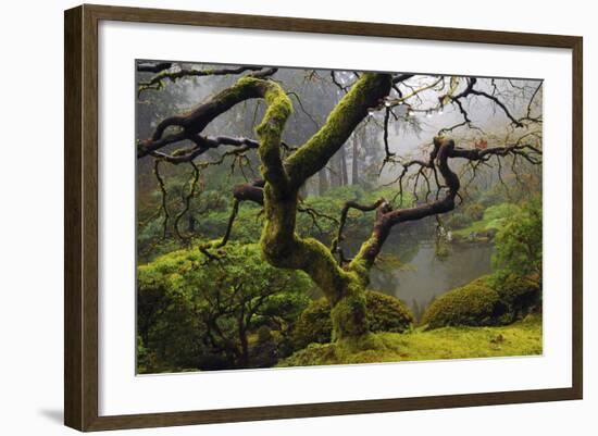 Japanese Maple in Winter, Portland Japanese Garden, Oregon, USA-Michel Hersen-Framed Photographic Print