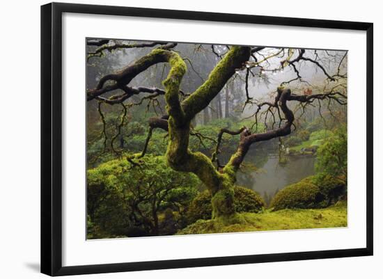 Japanese Maple in Winter, Portland Japanese Garden, Oregon, USA-Michel Hersen-Framed Photographic Print