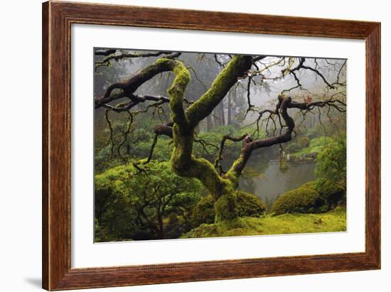 Japanese Maple in Winter, Portland Japanese Garden, Oregon, USA-Michel Hersen-Framed Photographic Print