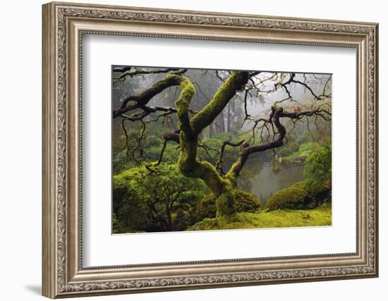 Japanese Maple in Winter, Portland Japanese Garden, Oregon, USA-Michel Hersen-Framed Photographic Print