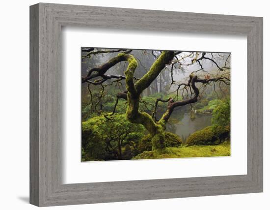 Japanese Maple in Winter, Portland Japanese Garden, Oregon, USA-Michel Hersen-Framed Photographic Print