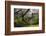 Japanese Maple in Winter, Portland Japanese Garden, Oregon, USA-Michel Hersen-Framed Photographic Print