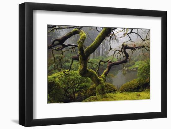 Japanese Maple in Winter, Portland Japanese Garden, Oregon, USA-Michel Hersen-Framed Photographic Print