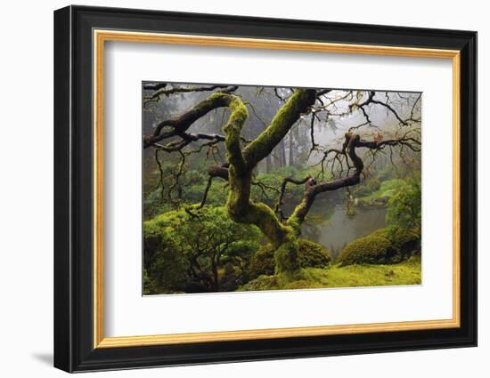 Japanese Maple in Winter, Portland Japanese Garden, Oregon, USA-Michel Hersen-Framed Photographic Print