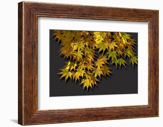 Japanese maple leaf in autumn, New England-Jim Engelbrecht-Framed Photographic Print