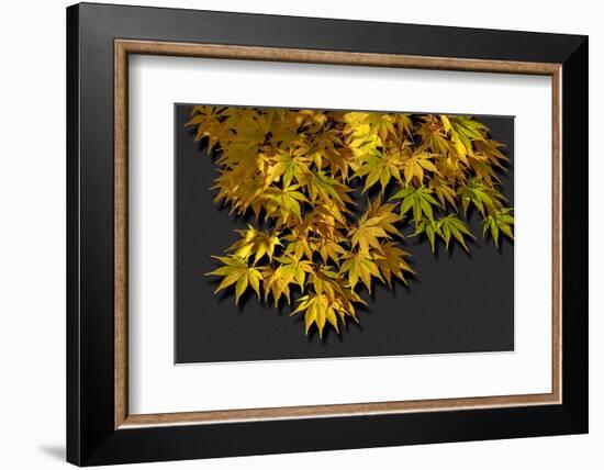 Japanese maple leaf in autumn, New England-Jim Engelbrecht-Framed Photographic Print