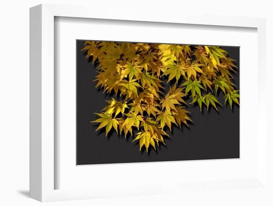 Japanese maple leaf in autumn, New England-Jim Engelbrecht-Framed Photographic Print