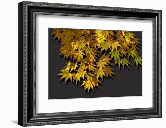 Japanese maple leaf in autumn, New England-Jim Engelbrecht-Framed Photographic Print