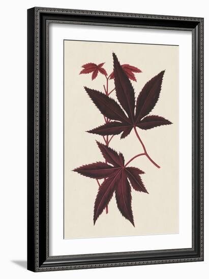 Japanese Maple Leaves I-Stroobant-Framed Art Print