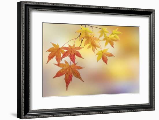 Japanese Maple Leaves-Don Paulson-Framed Giclee Print