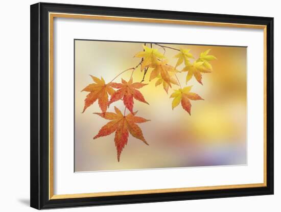 Japanese Maple Leaves-Don Paulson-Framed Giclee Print