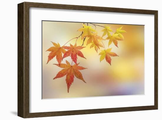 Japanese Maple Leaves-Don Paulson-Framed Giclee Print