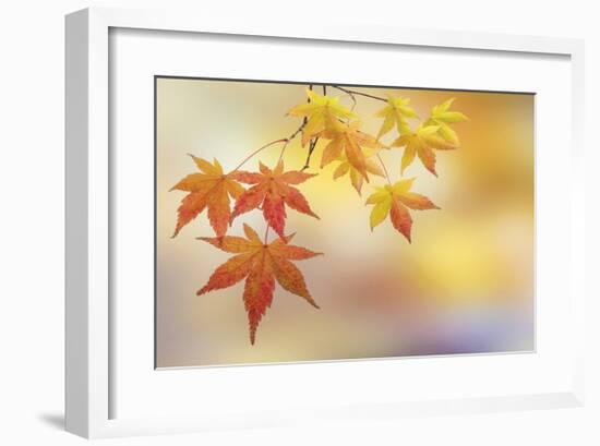 Japanese Maple Leaves-Don Paulson-Framed Giclee Print