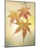 Japanese Maple Leaves-Don Paulson-Mounted Giclee Print