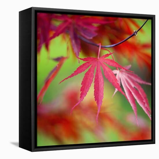 Japanese Maple Leaves-Clive Nichols-Framed Premier Image Canvas