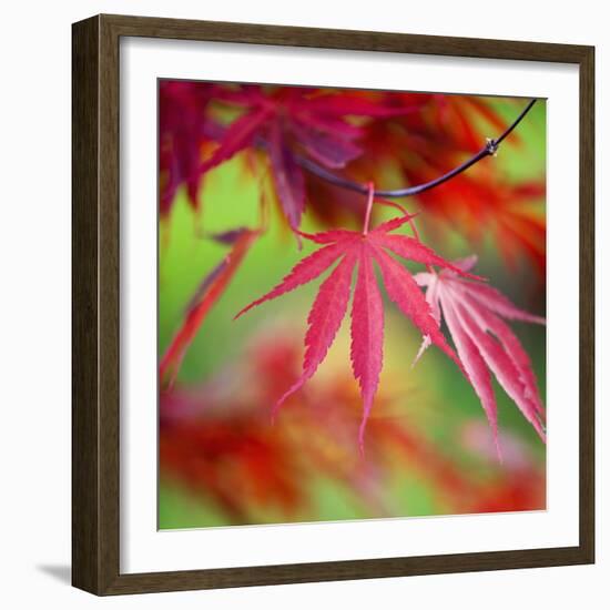 Japanese Maple Leaves-Clive Nichols-Framed Photographic Print